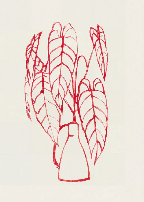 Alocasia