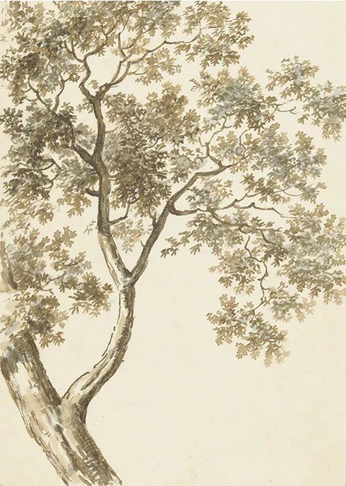 Oak