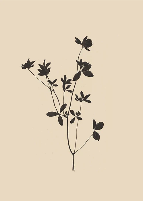 Branch