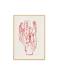 Alocasia