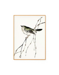 Bird Illustration by Kono Bairei