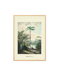 Ventricosa by Carl von Martius