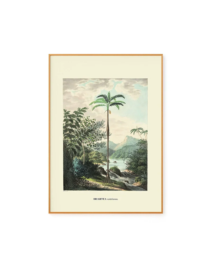 Ventricosa by Carl von Martius