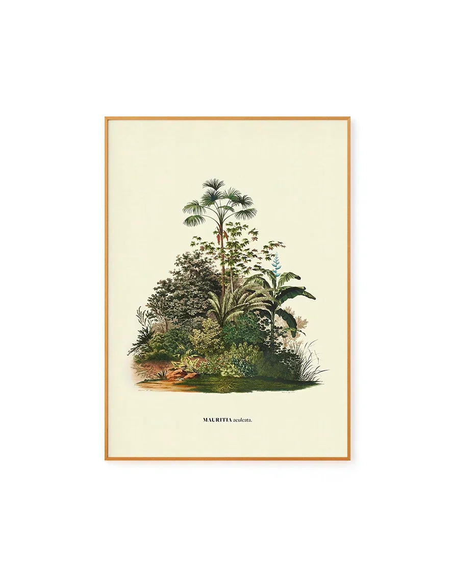 Aculeata by Carl von Martius