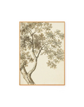 Oak