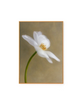 White Blossom